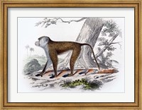 Monkey V Fine Art Print