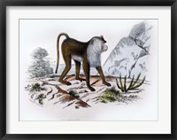 Monkey VI Fine Art Print