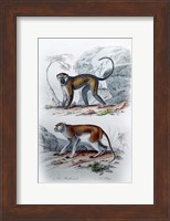 Pair of Monkeys VI Fine Art Print