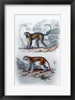Pair of Monkeys VI Fine Art Print