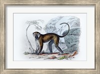Monkey VII Fine Art Print