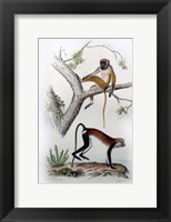 Pair of Monkeys VII Fine Art Print