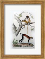Pair of Monkeys VII Fine Art Print