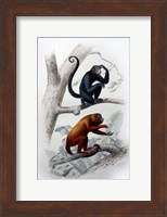 Pair of Monkeys VIII Fine Art Print