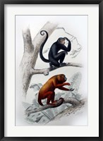 Pair of Monkeys VIII Fine Art Print