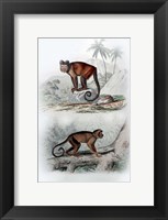Pair of Monkeys IX Fine Art Print