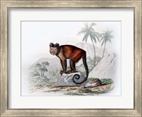 Monkey IX Fine Art Print