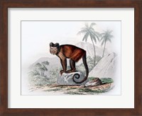 Monkey IX Fine Art Print