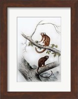 Pair of Monkeys XI Fine Art Print