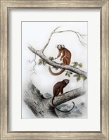 Pair of Monkeys XI Fine Art Print