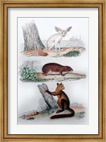 Three Mammals II Fine Art Print