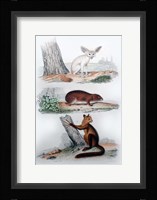 Three Mammals II Framed Print