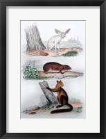 Three Mammals II Framed Print
