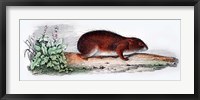 Mammal VII Fine Art Print