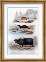 Three Mammals III Fine Art Print