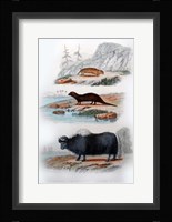 Three Mammals III Framed Print