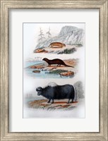 Three Mammals III Fine Art Print