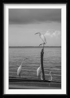 Garzas-1 Fine Art Print