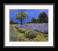 Il Campo Di Lavanda Fine Art Print