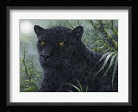 Black Beauty Fine Art Print