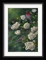 Purple Finch Fine Art Print