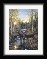 Whitetail Deer Fine Art Print