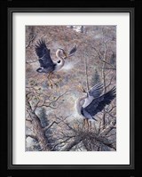 Nesting Time - Great Blue Herons Fine Art Print
