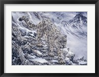 Snow Leopard Fine Art Print