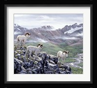 Dall Sheep At Denali Fine Art Print