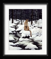 Cougar Fine Art Print
