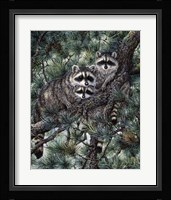Racoons Fine Art Print