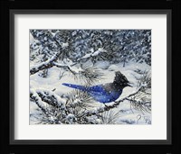 Winter Jay Fine Art Print