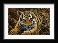 Tiger Cub Fine Art Print