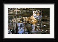 Cooling Off Bengal Tiger Fine Art Print