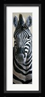 Zebra Fine Art Print