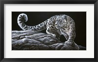 Snow Leopard Fine Art Print