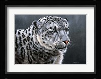 Snow Leopard Fine Art Print