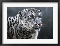 Snow Leopard Fine Art Print