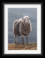 Herdwick Sheep Fine Art Print