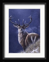 Stag Fine Art Print