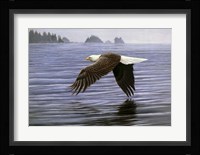 Low Flight Bald Eagle Fine Art Print