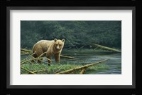 Grizzly And Swallows Fine Art Print