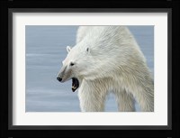 Polar Bear Fine Art Print