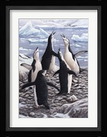 Chorus Chinstrap Penguins Fine Art Print