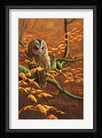 Autumn Tawny Owl Fine Art Print
