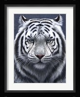 White Tiger Ghost Fine Art Print