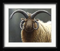 Loaghtan Ram Fine Art Print