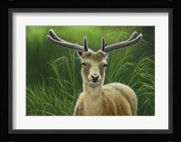 Fallow Buck In Velvet Fine Art Print