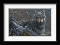 Grey Wolf Fine Art Print