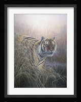 Tiger At Dawn Fine Art Print